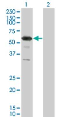 Western Blot: RXR gamma/NR2B3 Antibody (6H1) [H00006258-M01]