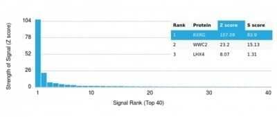 Protein Array: RXR gamma/NR2B3 Antibody (PCRP-RXRG-5G6) - Azide and BSA Free [NBP3-14169]