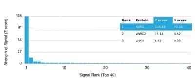 Protein Array: RXR gamma/NR2B3 Antibody (PCRP-RXRG-5H4) - Azide and BSA Free [NBP3-14170]