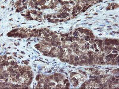 Immunohistochemistry-Paraffin: RYBP/DEDAF Antibody (OTI1B2) [NBP2-02009]