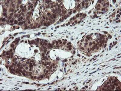 Immunohistochemistry-Paraffin: RYBP/DEDAF Antibody (OTI1B2) [NBP2-02009]