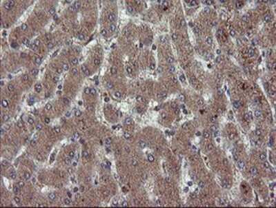 Immunohistochemistry-Paraffin: RYBP/DEDAF Antibody (OTI1B2) [NBP2-02009]