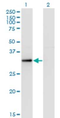 Western Blot: RYBP/DEDAF Antibody (1F4) [H00023429-M08]