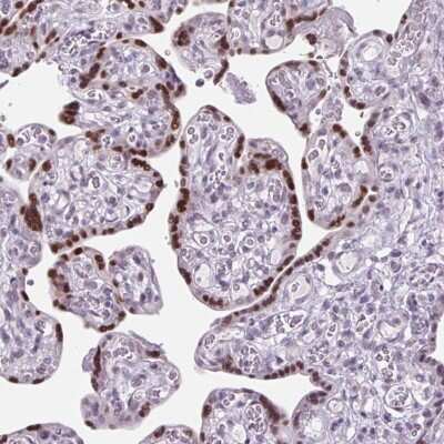 Immunohistochemistry-Paraffin: RYBP/DEDAF Antibody [NBP2-49083]