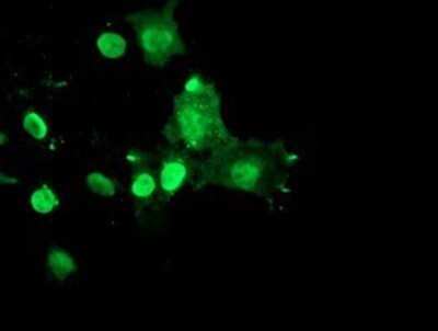 Immunocytochemistry/ Immunofluorescence: RYBP/DEDAF Antibody (OTI1B2) - Azide and BSA Free [NBP2-73961]
