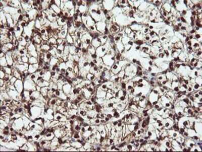 Immunohistochemistry: RYBP/DEDAF Antibody (OTI1B2) - Azide and BSA Free [NBP2-73961]