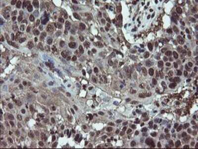 Immunohistochemistry: RYBP/DEDAF Antibody (OTI1B2) - Azide and BSA Free [NBP2-73961]