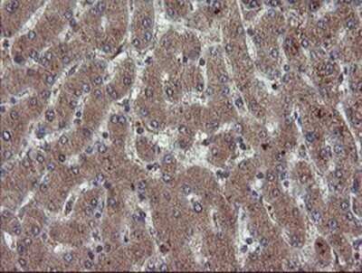 Immunohistochemistry: RYBP/DEDAF Antibody (OTI1B2) - Azide and BSA Free [NBP2-73961]