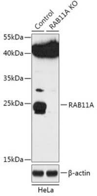 Knockout Validated: Rab11A Antibody - Azide and BSA Free [NBP3-03871]