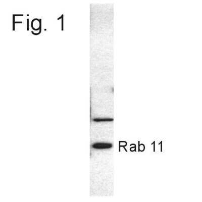 Western Blot: Rab11A Antibody [NB120-3612]