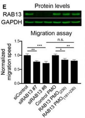 Knockdown Validated: Rab13 Antibody [NBP1-85799]