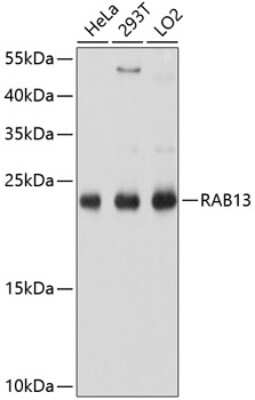 Western Blot: Rab13 AntibodyAzide and BSA Free [NBP2-93201]