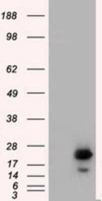 Western Blot: Rab17 Antibody (OTI5E2)Azide and BSA Free [NBP2-73765]