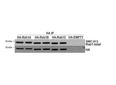 Immunoprecipitation: Rab1A Antibody (4G10) [NBP3-11043]