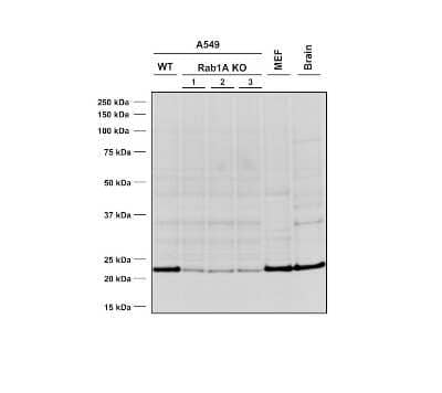 Western Blot: Rab1A Antibody (4G10) [NBP3-11043]