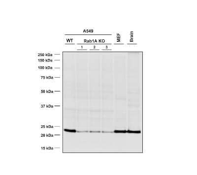 Western Blot: Rab1A Antibody (7H4) [NBP3-11042]