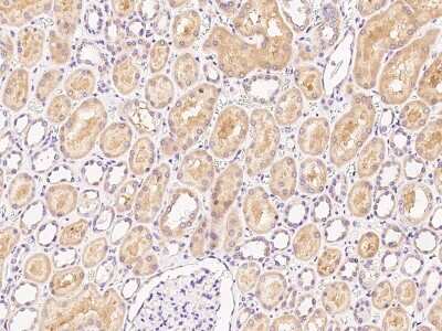 Immunohistochemistry-Paraffin: Rab1A Antibody [NBP2-99499]