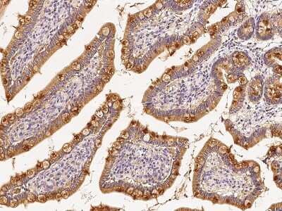 Immunohistochemistry-Paraffin: Rab1A Antibody [NBP2-99499]