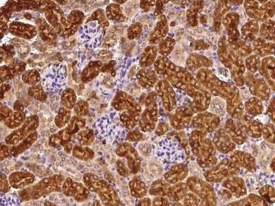 Immunohistochemistry-Paraffin: Rab1A Antibody [NBP2-99499]