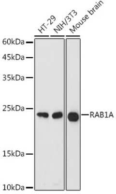 Western Blot: Rab1A AntibodyAzide and BSA Free [NBP2-94057]