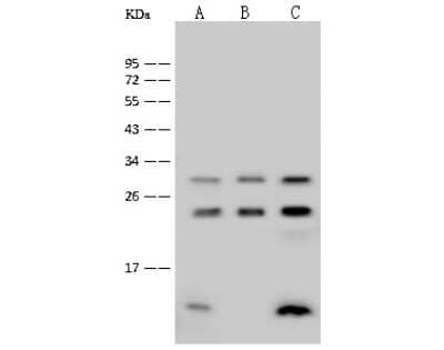 Western Blot: Rab1A Antibody [NBP2-99499]