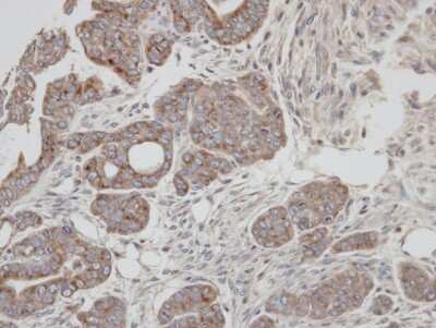 Immunohistochemistry-Paraffin: Rab2 Antibody [NBP1-31480]