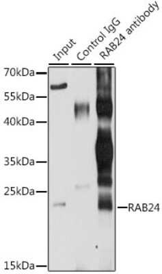 Western Blot: Rab24 AntibodyBSA Free [NBP2-94635]