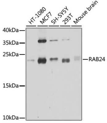 Western Blot: Rab24 AntibodyBSA Free [NBP2-94635]