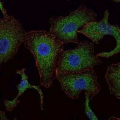 Immunocytochemistry/ Immunofluorescence: Rab25 Antibody (3F12) - BSA Free [NBP1-51599]