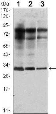 Western Blot: Rab25 Antibody (3F12)BSA Free [NBP1-51599]