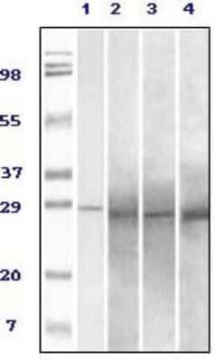 Western Blot: Rab25 Antibody (3F12F3)BSA Free [NBP1-28845]