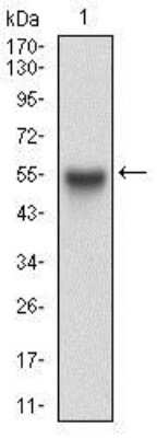 Western Blot: Rab27a Antibody (4D3F11)BSA Free [NBP2-37241]