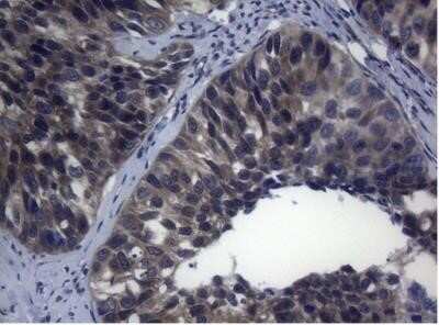 Immunohistochemistry: Rab3A Antibody (OTI1G3) - Azide and BSA Free [NBP2-73773]