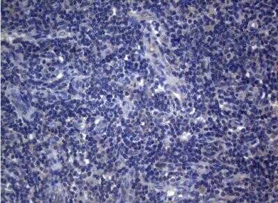 Immunohistochemistry: Rab3A Antibody (OTI1G3) - Azide and BSA Free [NBP2-73773]