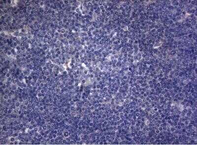 Immunohistochemistry: Rab3A Antibody (OTI1G3) - Azide and BSA Free [NBP2-73773]