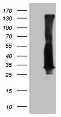 Western Blot: Rab3A Antibody (OTI1G3)Azide and BSA Free [NBP2-73773]