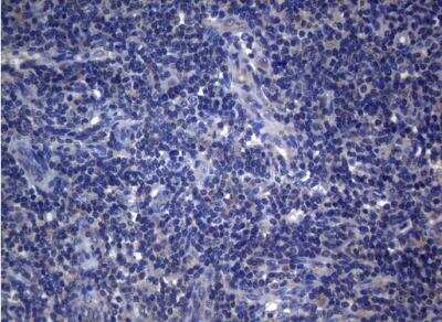 Immunohistochemistry-Paraffin: Rab3A Antibody (OTI1G3) [NBP2-45499]