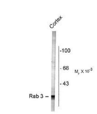 Western Blot: Rab3A Antibody [NB300-734]