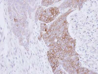 Immunohistochemistry-Paraffin: Rab3C Antibody [NBP1-32871]