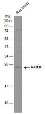 Western Blot: Rab3C Antibody [NBP1-32871]