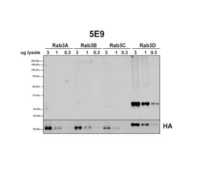 Western Blot: Rab3D Antibody (5E9) [NBP3-14764]