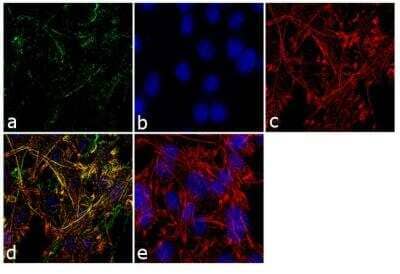 Immunocytochemistry/ Immunofluorescence: Rab3D Antibody [NB120-3337]