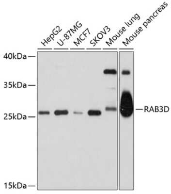 Western Blot: Rab3D AntibodyBSA Free [NBP2-93469]