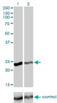 Western Blot: Rab4 Antibody (1C10) [H00005867-M01]