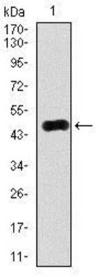 Western Blot: Rab4 Antibody (4E11)BSA Free [NBP2-37485]