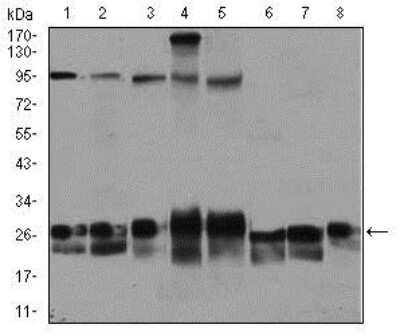 Western Blot: Rab4 Antibody (4E11)BSA Free [NBP2-37485]