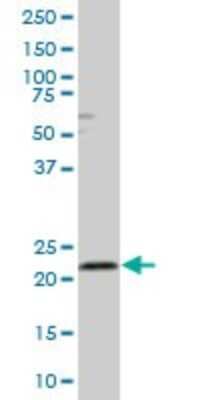 Western Blot: Rab4 Antibody [H00005867-B01P]