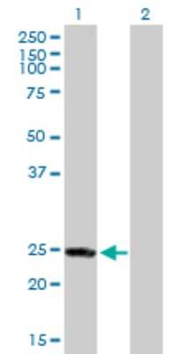Western Blot: Rab4 Antibody [H00005867-B01P]