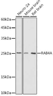 Western Blot: Rab4 AntibodyAzide and BSA Free [NBP3-16640]