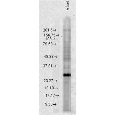 Western Blot: Rab4 Antibody [NBP3-18233]